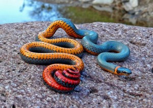 The Regal Ringneck Snake