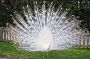 White Peacock