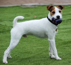 parson-russell-terrier1