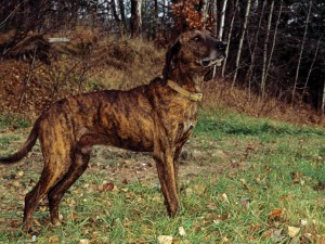 plott hound