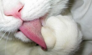 thumb_640x380_3775-limba de pisica