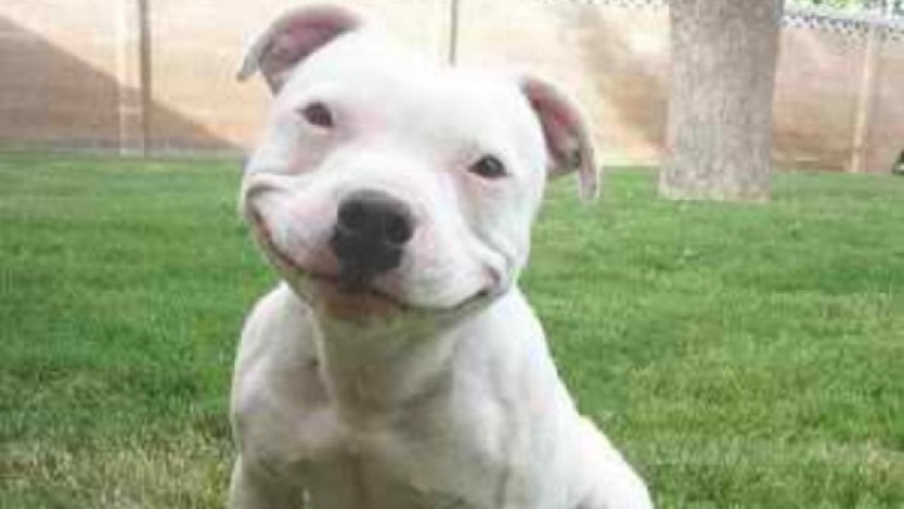 Tot Ce Trebuie Să știi Despre Cainele Din Rasa Pitbull Este Un