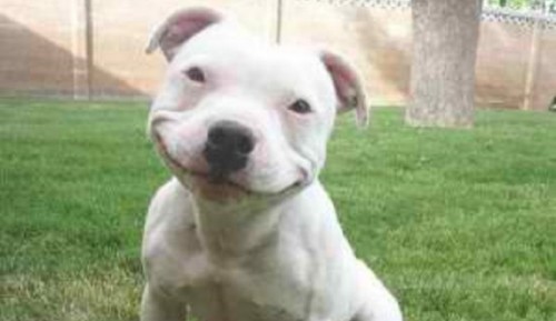Tot ce trebuie să știi despre câinele din rasa Pitbull! Este un prieten care-ți va fi alături pentru multi ani!