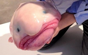 blobfish2