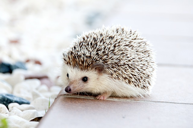 hedgehog_1