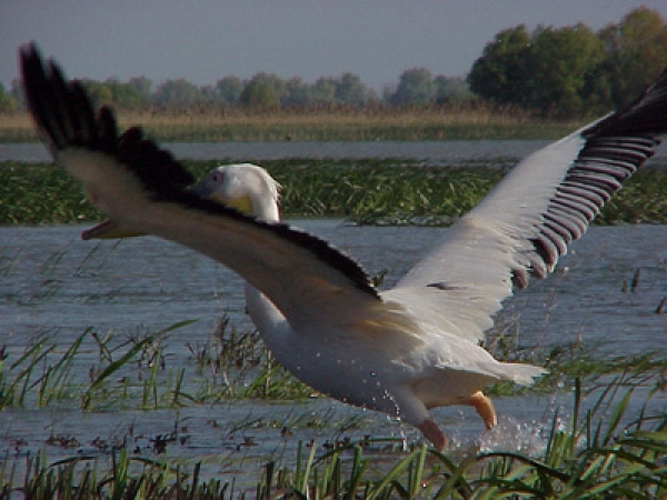 pelicanul-cret