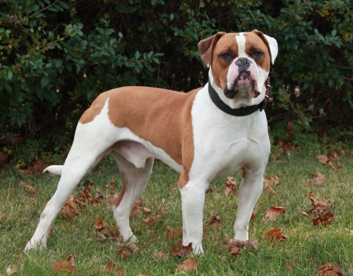 American-Bulldog