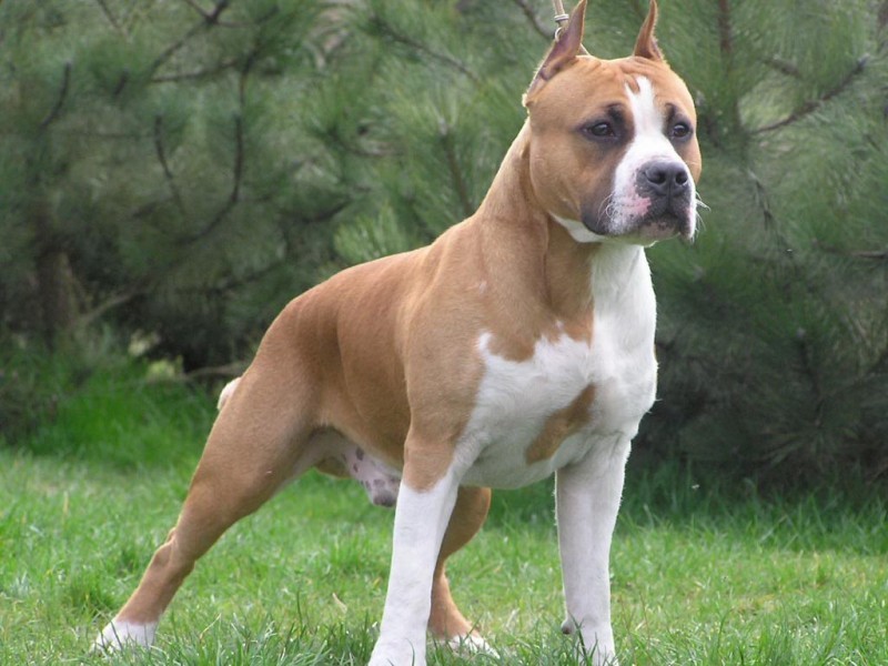 Diferente Intre Amstaff Si Pitbull