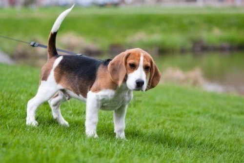 beagle 1
