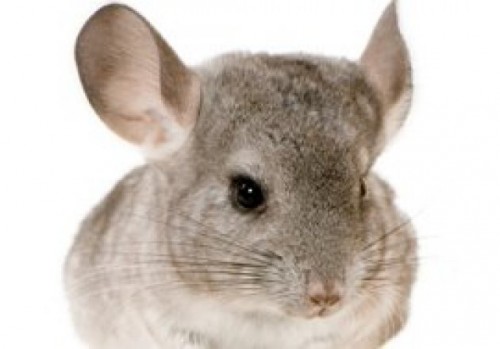 chinchilla 1