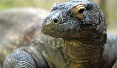 Curiozitati legate de dragonul Komodo