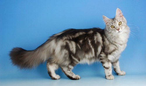  maine coon
