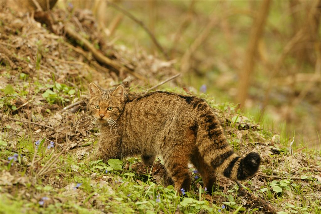 Ce Animale Se Vaneaza In Romania