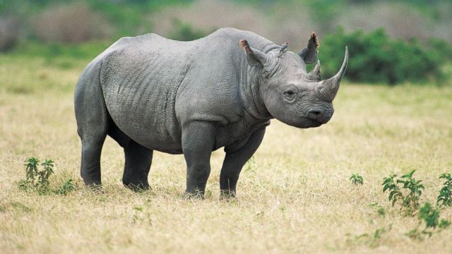 rinocer 2
