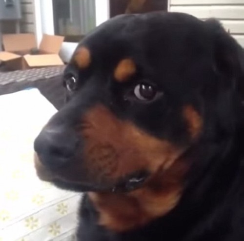 Un rottweiler isi arata coltii la comanda