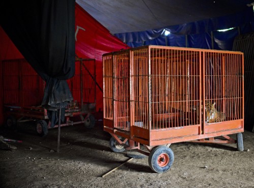 MEXICO-ANIMALS-CIRCUS-LAW