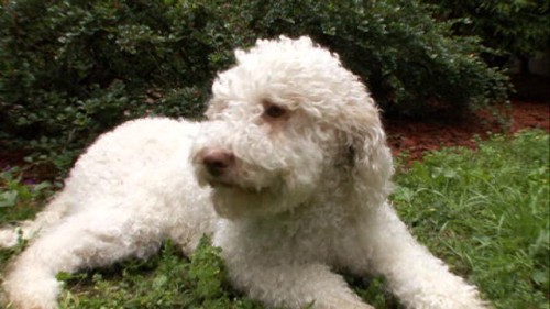 1Lagotto_Romagnolo