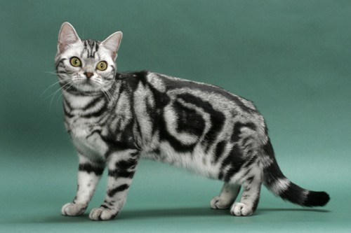 American Shorthair