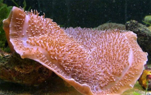 coral Amplexidiscus