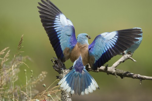 Blauracke, Coracias garrulus, common roller