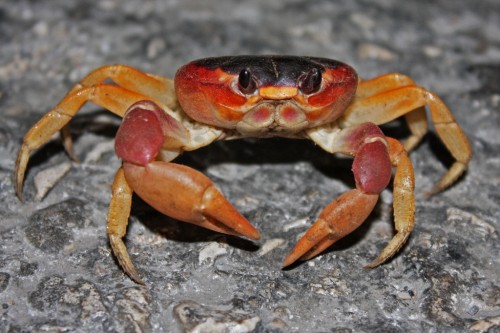 Gecarinus Ruricola Land Crab