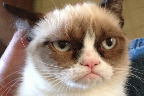 Grumpy-Cat