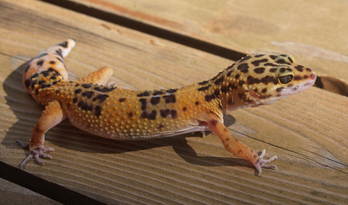 Șopârla Gecko: O șopârlă Gecko leopard
