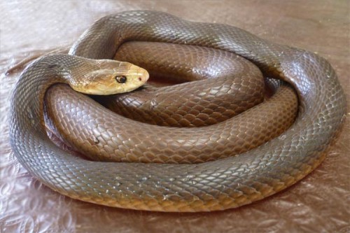 Taipan