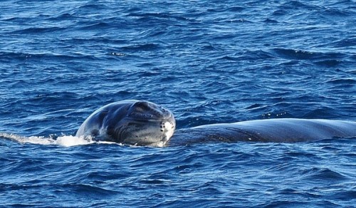 balena de groenlanda