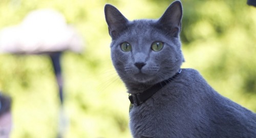 blue cat of russia