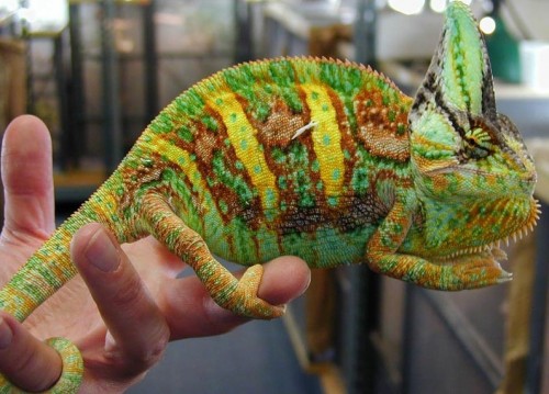 cameleon calyptratus