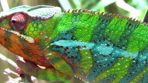 cameleon1