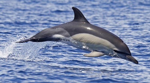 delfin