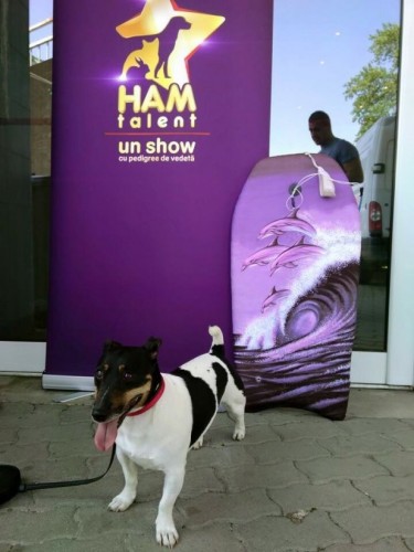 ham talent