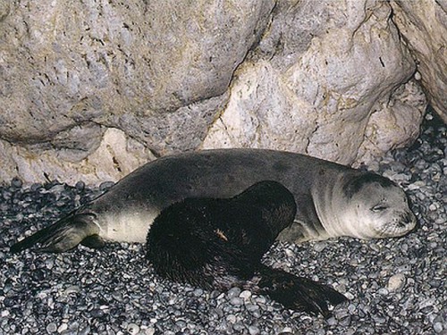 Foca sihastru (Monachus monachus