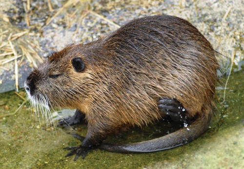 nutria