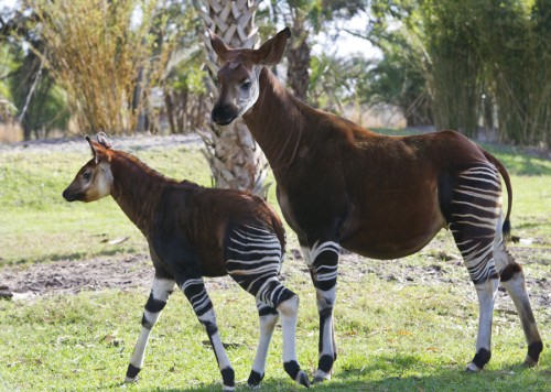 okapi2