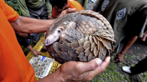 FILE - In this Friday, March 1, 2013 file photo, a pangolin, one of 128 anteaters confiscated by customs officers from a smuggler's boat off Sumatra island as it was heading for Malaysia in the previous week, curls into a ball as a Natural Resources Conservation Agency (BKSDA) official holds it up before releasing it into the wild at a conservation forest in Sibolangit, North Sumatra, Indonesia. A Chinese vessel that ran into a protected coral reef in the southwestern Philippines held evidence of even more environmental destruction inside: more than 10,000 kilograms (22,000 pounds) of meat from a protected species, the pangolin or scaly anteater. (AP Photo/Jefri Tarigan, File)