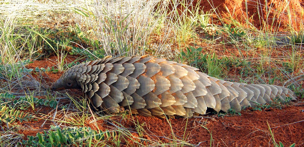 Un pangolin