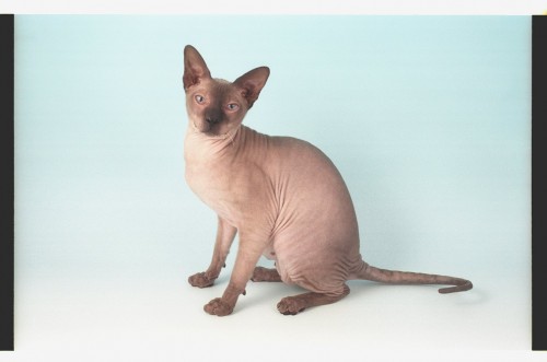 peterbald