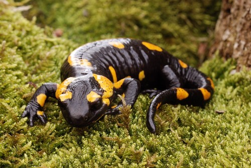 salamandra