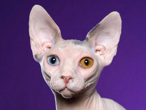 pisici fără păr: sphynx