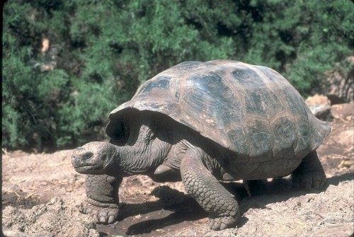 testoasa de galapagos