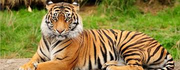 tigru1