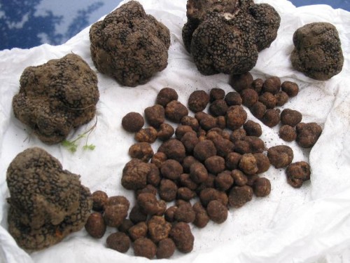 truffles