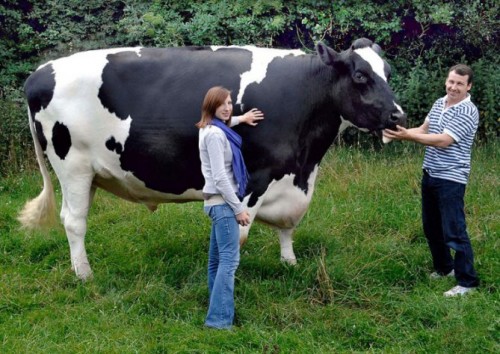 vaca mare