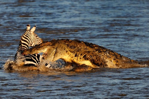 1crocodile-Maasai-Mara-Kenya-on-August-23-2015