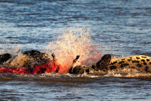 2crocodile-Maasai-Mara-Kenya-on-August-23-2015