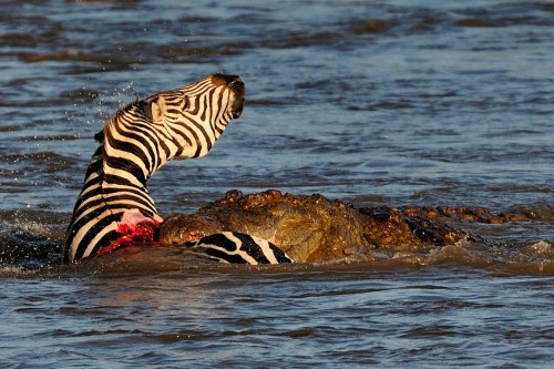 3crocodile-Maasai-Mara-Kenya-on-August-23-2015