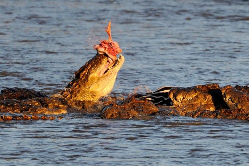 4crocodile-Maasai-Mara-Kenya-on-August-23-2015